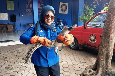 Damkar Tulungagung Evakuasi Buaya Liar Yang Ditangkap Warga ANTARA