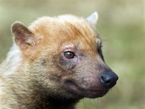 First Photos Of The Bush Dog Speothos Venaticus With Camera Trap In