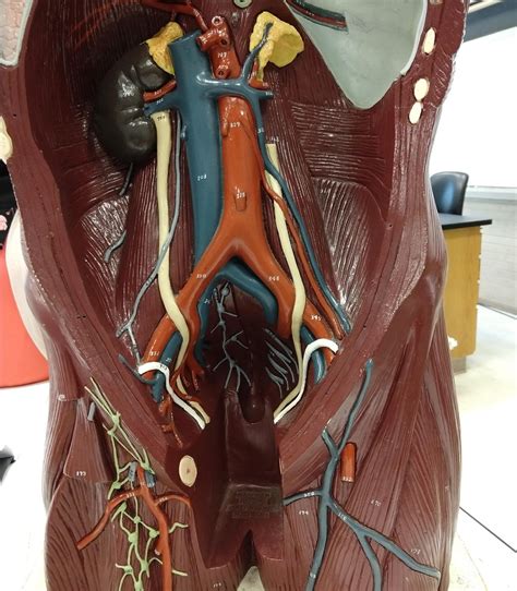 Veins Lab 2 Diagram Quizlet