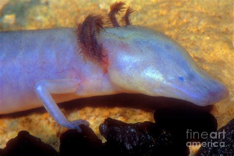 Texas Blind Salamander Photograph by Dante Fenolio