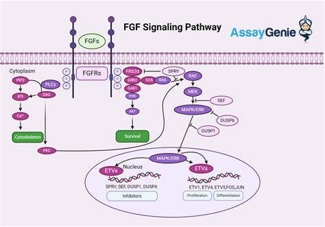 Fgf Signaling Pathways Unraveling The Complexities Assay Genie