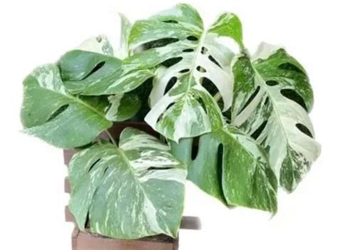 Costela De Adão Variegata Monstera Deliciosa Variegata Parcelamento