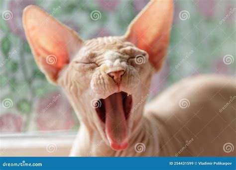 Beautiful Cat Breed Canadian Sphynx Yawns Naked Cat Stock Image