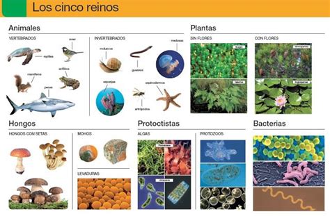 SAN GIL RECURSOS Y HERRAMIENTAS 2 0 LOS CINCO REINOS DE LOS SERES