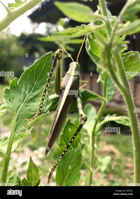 Obscure Bird Grasshopper A Few Hours After Emerging From The Casing Of Its Old Exoskeleton See