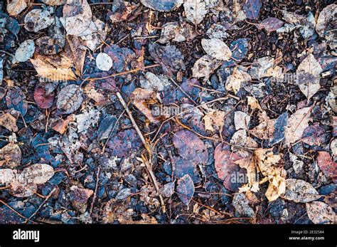 Top View Of Fallen Dried Leaves On The Ground Stock Photo Alamy