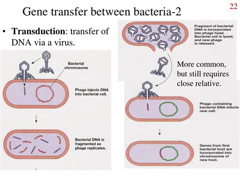 Ppt Molecular Genetics Of Bacteria Powerpoint Presentation Free