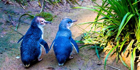 Little Blue Penguins, New Zealand | Wendy Wu Tours