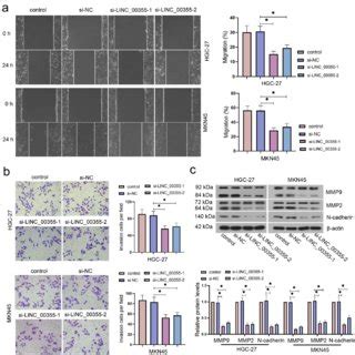 Phf Promotes The Migration And Invasion In Gastric Cancer Cells A