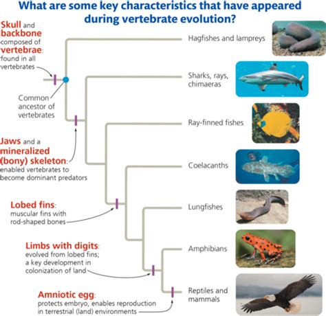 Chordates And Vertebrates Flashcards Quizlet