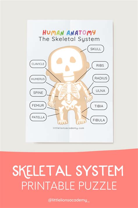 Skeletal System Puzzle Human Anatomy Activity Homeschool Curriculum