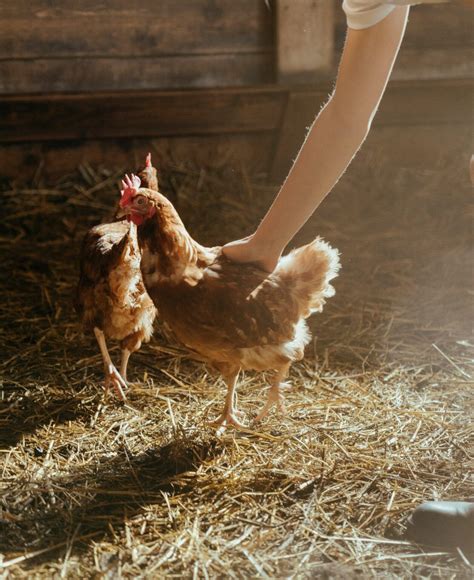 Eliminar Piojos De Gallina De Forma Casera Paso A Paso