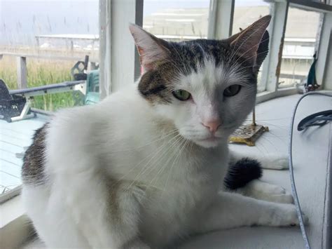 Photo Gallery Pussy Hunting Around The World Halfway Anywhere