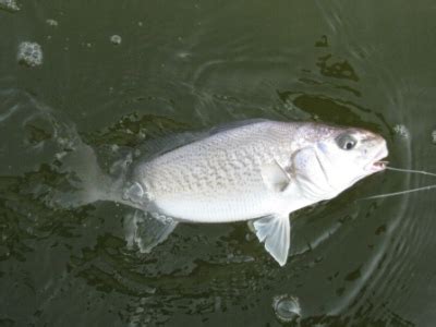 Atlantic Croaker – www.daybreakfishing.com