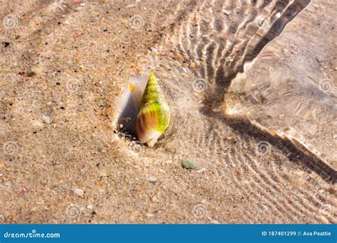 Sea Snail Swimming In The Shallow Water On The Beach Stock Image