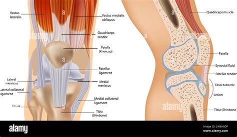 Knee Anatomy Including Ligaments Cartilage And Meniscus Detailed