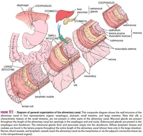 Histo Digestive System Ii Esophagus And Gastrointestinal Tract