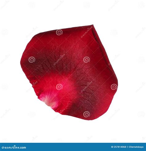 Red Rose Flower Petal On White Background Stock Photo Image Of