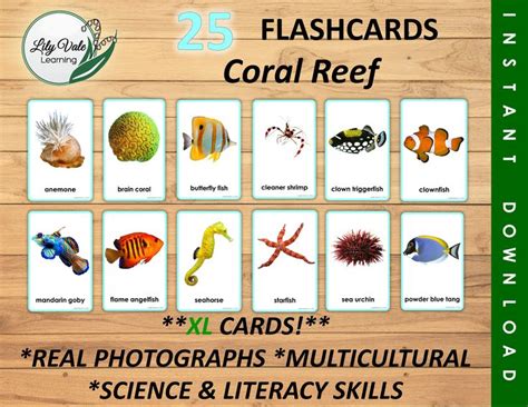 Flashcards Printable Flashcards Montessori Flashcard Ocean Flashcard