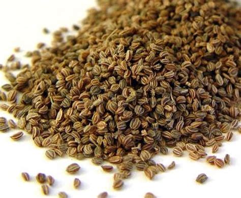 Apium Graveolens Seeds 100% organic 100Gm To 1kg | Etsy