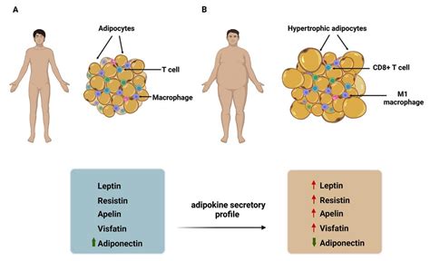 Cells Free Full Text Adipokines As Regulators Of Autophagy In