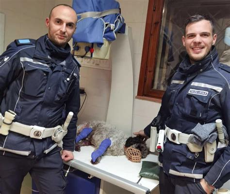 La Cagnolina Marta Scappa Per I Botti E Viene Investita In Tangenziale