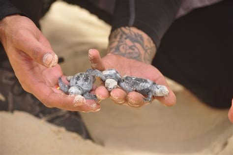 Da Boa Vista Tour Serale Per L Osservazione Delle Tartarughe E Dei