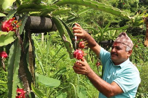 Youth of Sindhuli into commercial dragon fruit farming - myRepublica ...