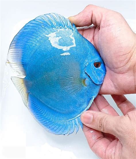 Blue Diamond Discus Hans Usa