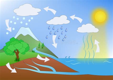 Wodnego Cyklu Wektorowy Ilustracyjny Diagram Geo Nauki Ekosystemu Plan