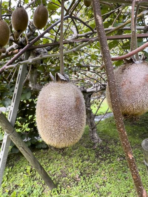 Green Kiwi Tree Ripe Plant And Fruit Stock Photo Image Of Brown