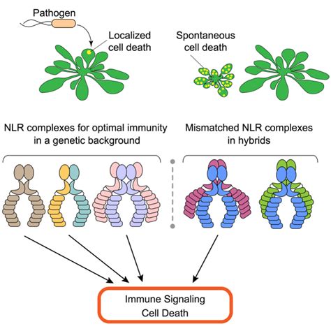 Activation Of A Plant Nlr Complex Through Heteromeric Association With