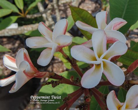 Peppermint Twist Plumeria - Florida Colors Nursery