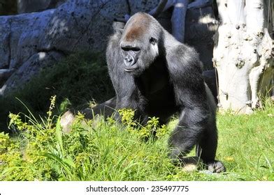 Gorilla San Diego Zoo Stock Photo 235497775 | Shutterstock