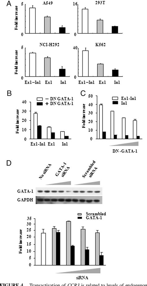 Figure From The Crucial Role Of Gata In Ccr Gene Transcription