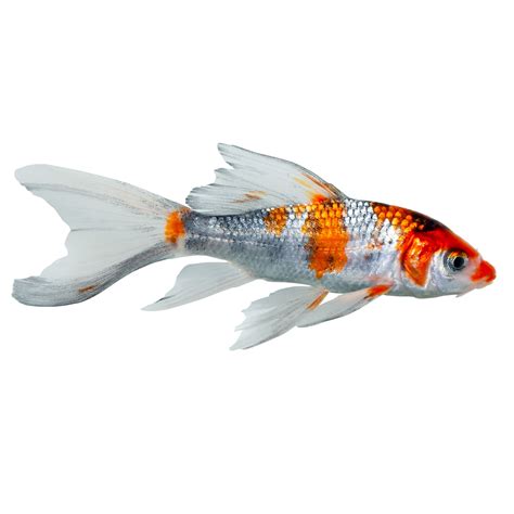 Butterfly Koi For Sale Grade A Small Petco