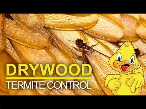 Drywood Termite Control - Drake Lawn and Pest Control - YouTube