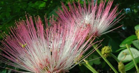 Life at Dharwad: Rain Tree Flowers