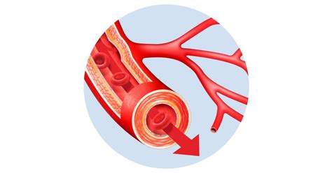 What Are Blood Vessels | Blood Vessel Facts | DK Find Out