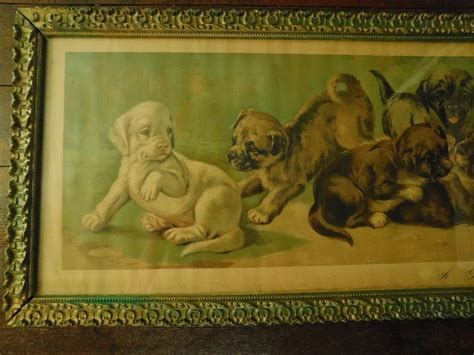 Antique 1903 Lithograph Print A Yard Of Puppies Cl Vredenburgh 12