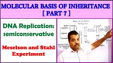 Molecular Basis Of Inheritance For Neet Part 7 Dna Replication