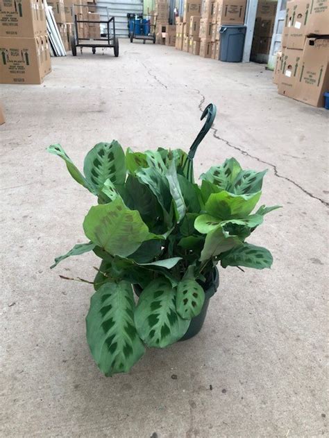 8 Maranta Green HB NET Tri State Foliage Prebook Shop