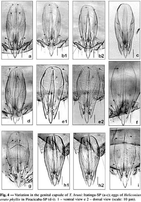 Scielo Brasil Intraspecific Variation In Trichogramma Bruni