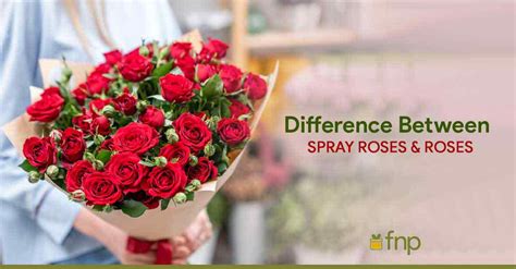 How Do Roses Spray Roses Differ From Each Other Fnp