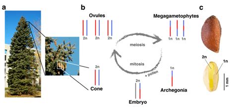 1. A gymnosperm system to study expression variation. (a) A spruce tree ...