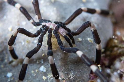 Stylopallene Tubirostris From Tasman Sea NSW AU On June 07 2020 At