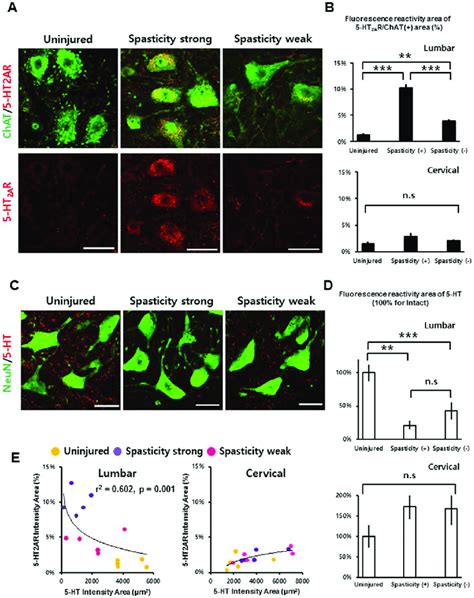 Immunohistochemistry And Quantification Of Ht And Its Receptor In Sci