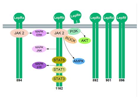 Leptin Signaling Pathways Six Isoforms Of The Leptin Receptor Are Download Scientific Diagram