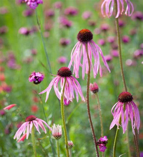 Echinacea Pallida Sarah Raven