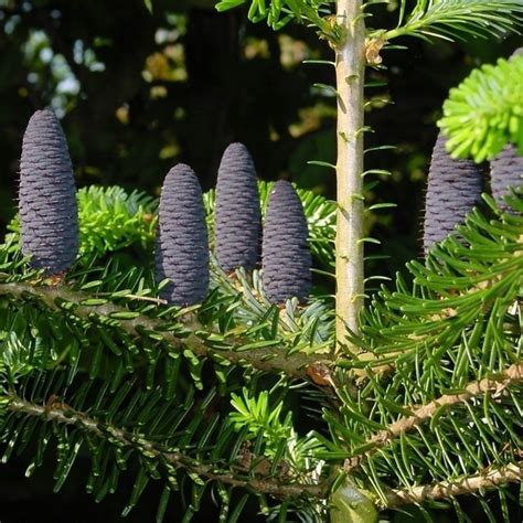 20 seeds Korean fir tree Abies koreana Blue cones Cool Tree Garden ...